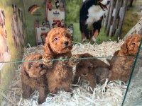 ÇOOK ÖZEL PIRIL PIRIL SAF KAN KORE KAN POODLE YAVRULAR
