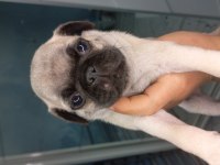 Pug yavruları
