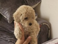 Poodle kalitesinde maltipoo arayanlara