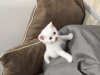 Yavru kedilerim yeni ailelerini bekliyor
