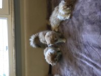 3 TANE ERKEK YAVRU 1 TANE DİŞİ Persian ailesi