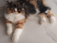 Son dişi iran kedisi bebiş