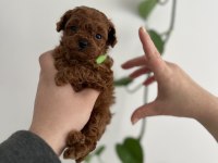 Micro boy Poodle yavrular