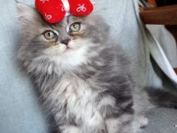 GOLDEN YAVRU KEDİLER