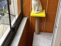 Dişi british shorthair silver point mavi göz