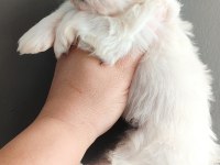 Minimal Terrier Kızlar