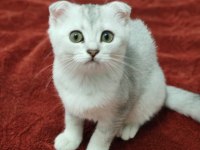 3 Aylık Silver Scottish Fold Dişi Yavru