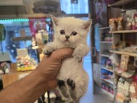 British Shorthair Kedisi