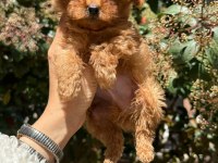 Teacup Dişi Kore Poodle Mersin Susanoğlu