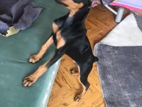 4 Aylık Doberman Yavrusu