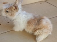 Hollanda lop tavşan yavrusu