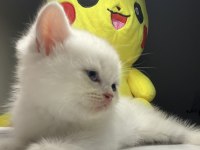 British Shorthair Dişi Yavru