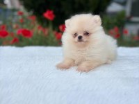Sevimli Pomeranian Köpekler