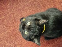 Karabük british shorthair