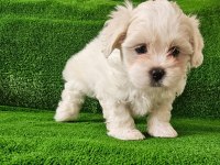 Teacup maltese terrier yavrular