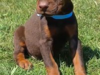 A Şecereli Dev Erkek Doberman
