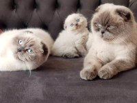 Yetişkin scottish fold kızlarımız yeni yuvasını arıyor