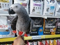 2 Yaşında Ele Alışkın Jako Papağanı