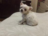 İlk gelen alır orjinal tüylü chihuahua