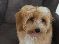Maltipoo bebekler