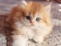Secereli British Longhair Yavrularımız