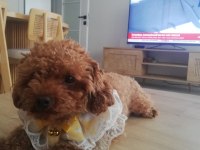 Toy poodle köpeğimiz