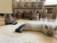 British silver shorthair ve british tabby black golden