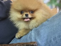 Güler yüzlü pomeranian kızımız tam bir ayıcık