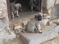 KANGAL SİVASTAN ALINIR KALİTE AYI BOĞANLAR