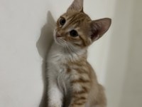 MİNİK TATLI YAVRU KEDİLERİMİZ EV ARIYOR