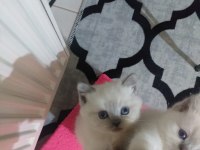 Scottish fold ve scottish straight erkek ile dişi