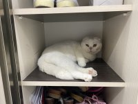 1.5 yaşında yakışıklı scottish fold oğlumu veriyorum