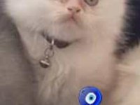 Üç aylık erkek scottish fold bebeğimiz