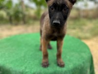 Manisa Malinois 45