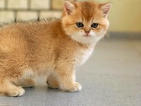British Shorthair golden Erkek Yavrular