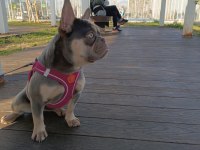 French Bulldog lilac tan Anne Aqua blue baba isabella
