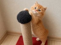 Red ve Red Bicolor British Longhair erkek yavrularımız