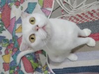 3-4 ay arası 3 tane erkek scottish fold