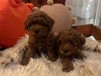 Toy ve teacup poodle teslime hazır yavrular