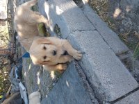 Golden bebekler