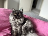 British longhair erkek kedimiz