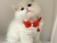 British Longhair Kar Beyaz Ve Tabby Yavrular
