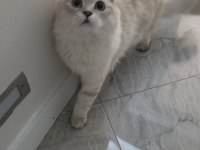 Scottish fold 8 aylık dişi eğitimli