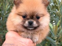 POMERANİAN BOO DİŞİ YAVRULAR