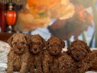 Toy Poodle Bebeklerimiz