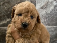 Poodle sevgililer gününe özel kampanya