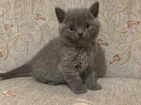 British shorthair kedimiz