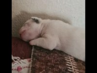 Maviş gözlü french bulldog bebekler