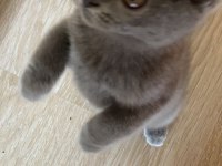 Saf 2.5 aylık British shorthair