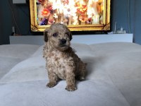 KG GARANTİLİ 0 NUMARA POODLE AYARINDA MALTİPOO